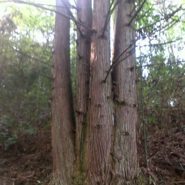 王锴鋒