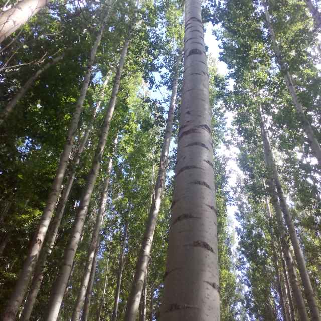 速生杨