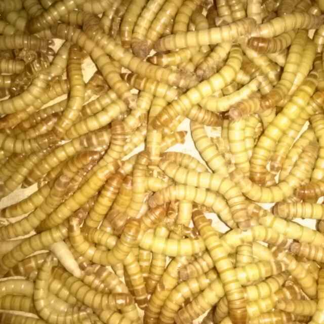 虫王虫业
