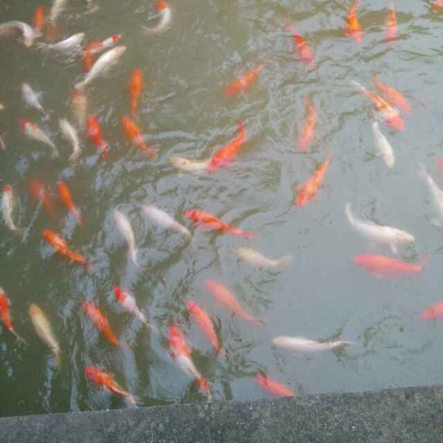 米哥
