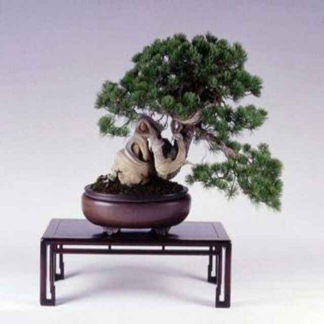 碧水山庄【果子庄园】