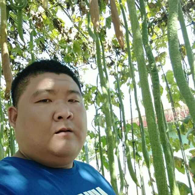 会飞的猪