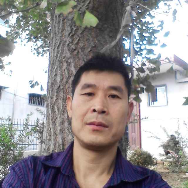 AA郯城银杏，石启朋