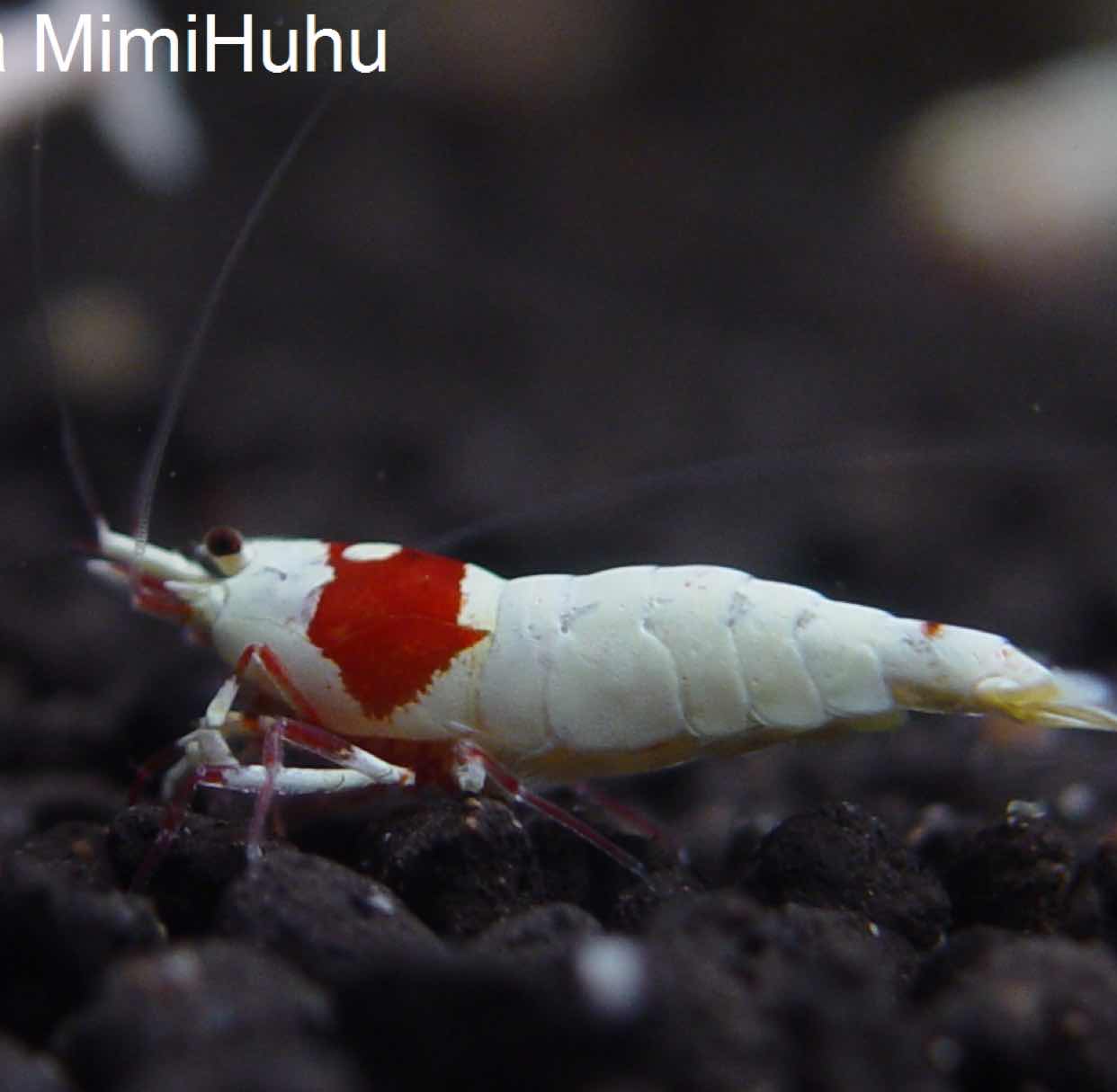 大庆-迷迷糊糊®