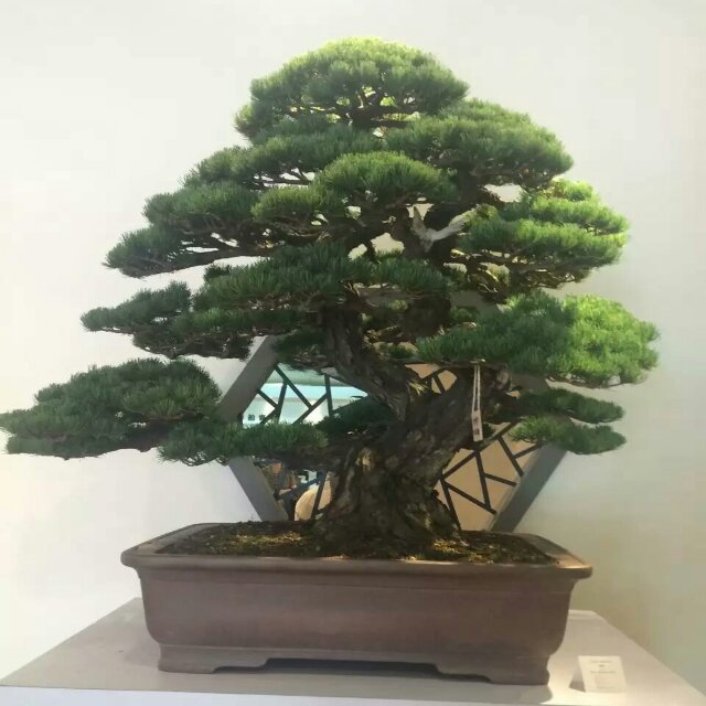 吴卓宬