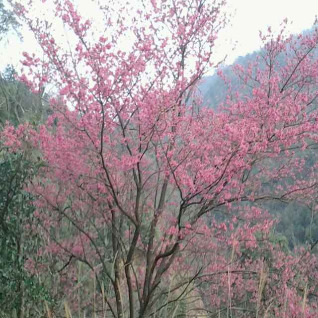 陆东（金泳照明厂）
