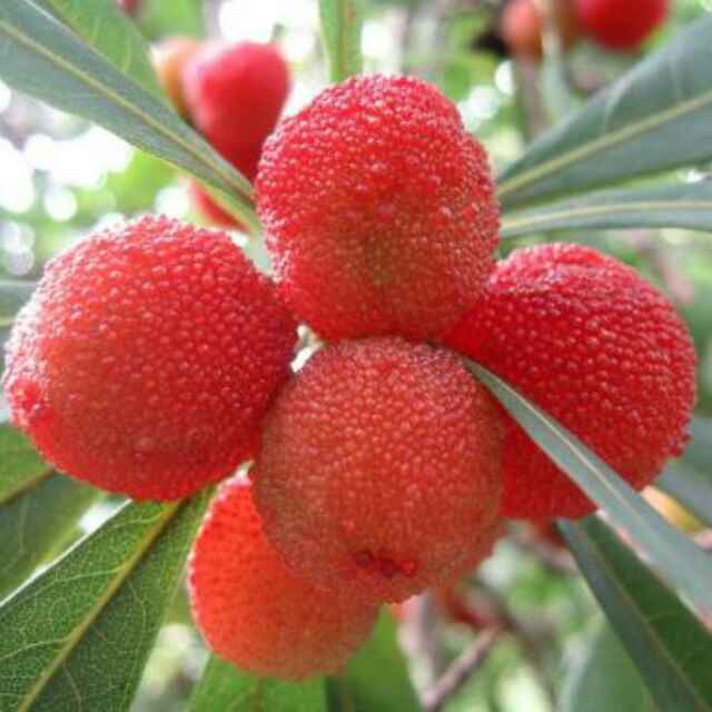 清清河边树