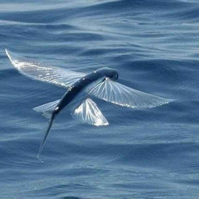 空中飞翔的鱼