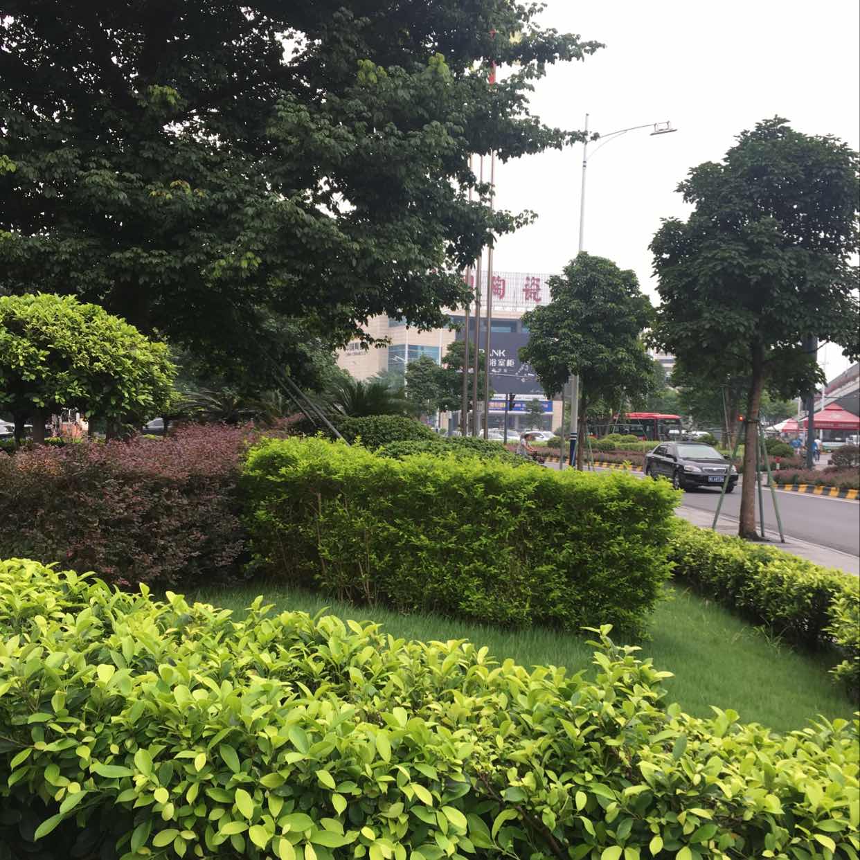 供应桉树旋切单板