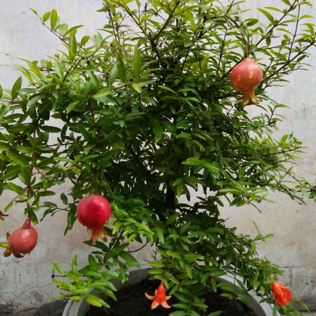 木子