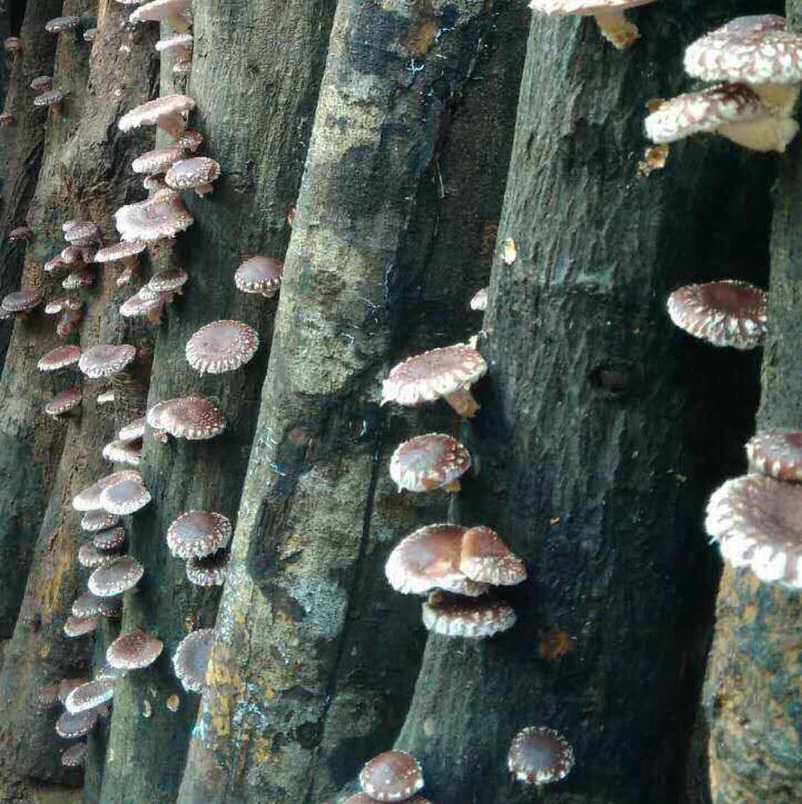 指南针