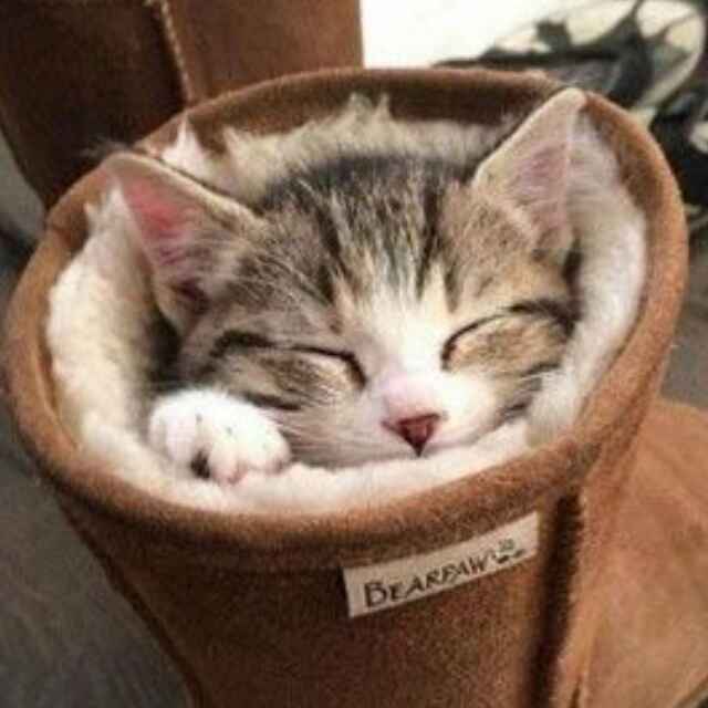 '。Neko