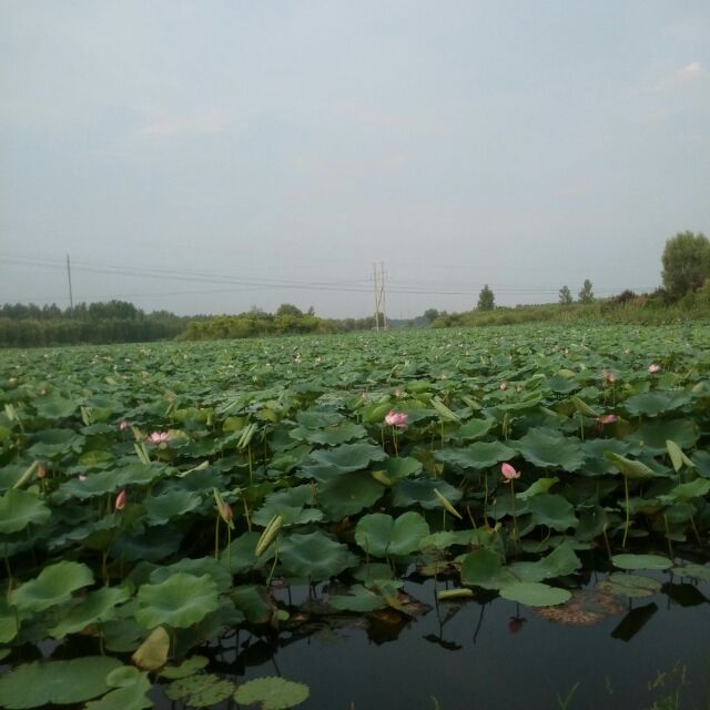 叶落风行
