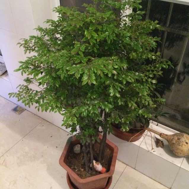 AXWH我心无悔
