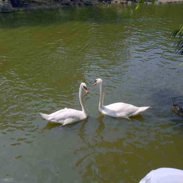 高佬