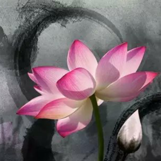 菩提心784
