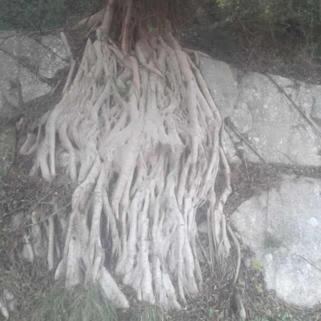 黎雪桂树