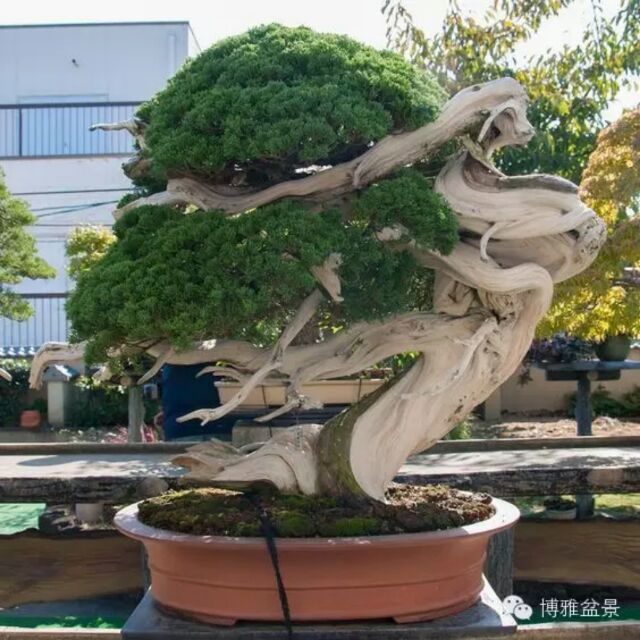 吕文