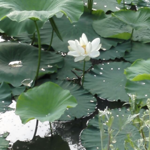 张健617