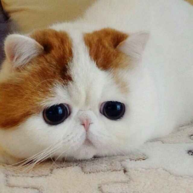情有千劫