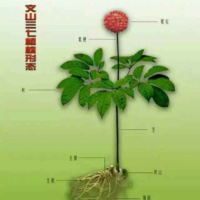 云南冲天木材