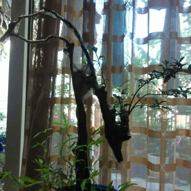 红树醉秋