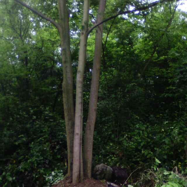 建国苗木场，13989218901