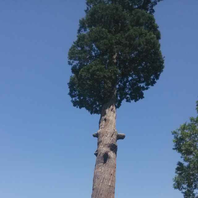 申士