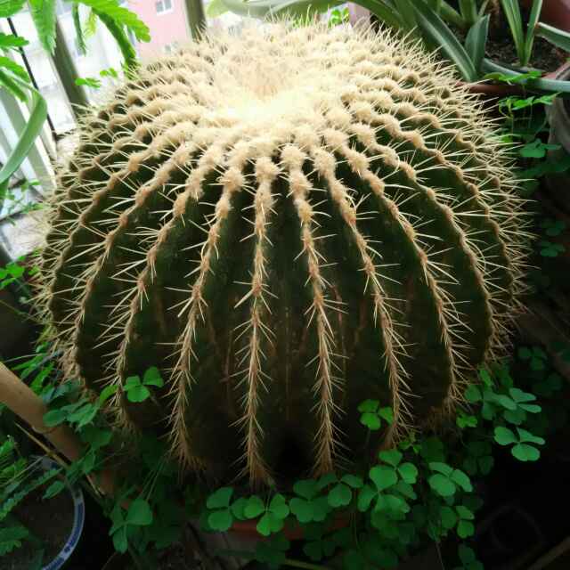 靳连庆