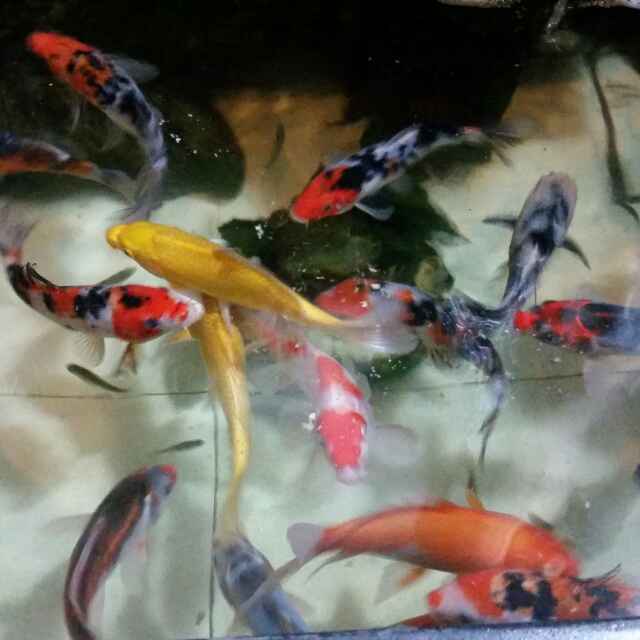 故事