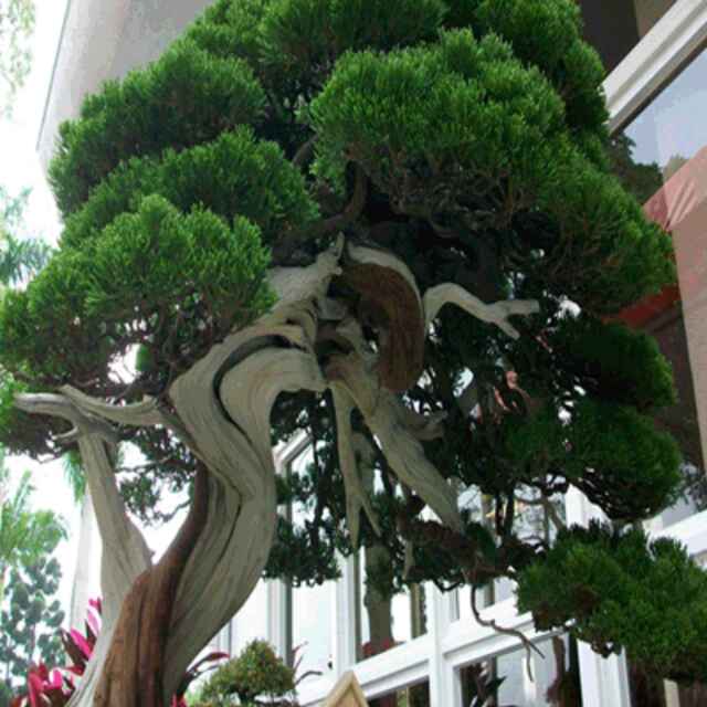 萬隆紫玉金砂