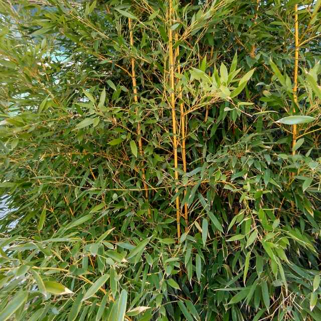 晨明