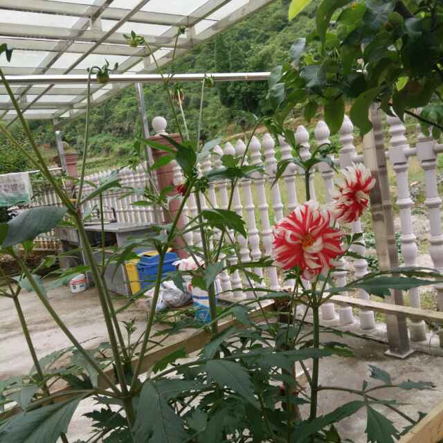 兴兴旺杉