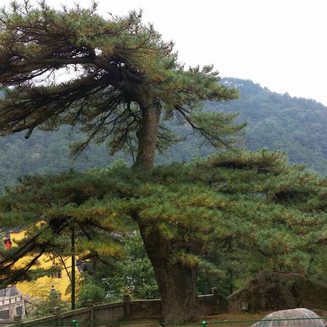 中瑞木业