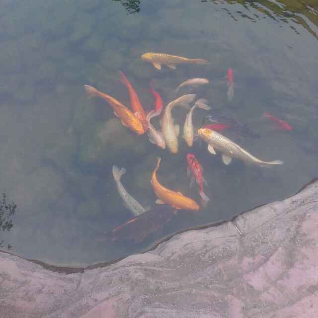 罗卜