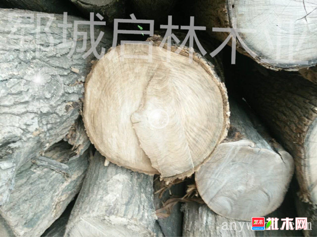 大批量供应国槐原木