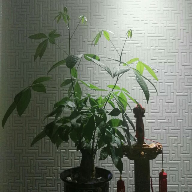 蝎子不蜇人