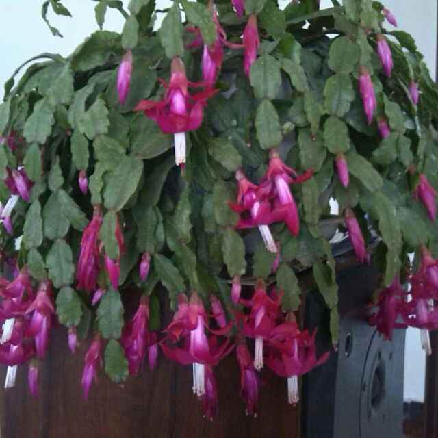 森森