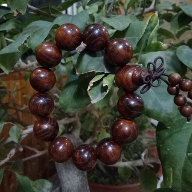 皮皮波