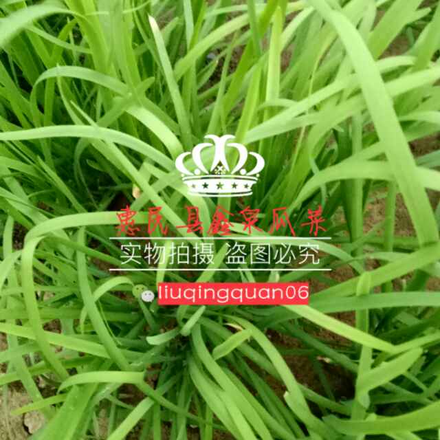 惠民县鑫泉瓜菜18763077399