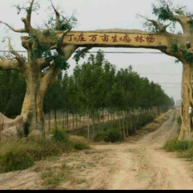 参天大树（东营