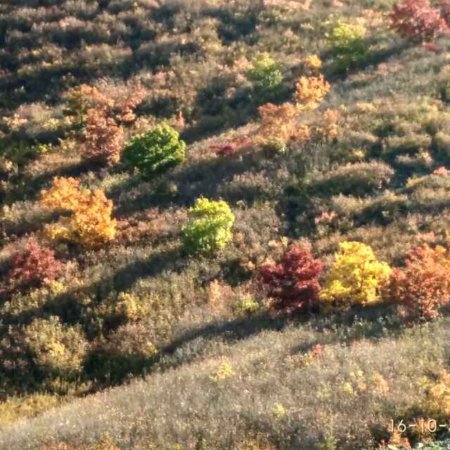 魏晓旭