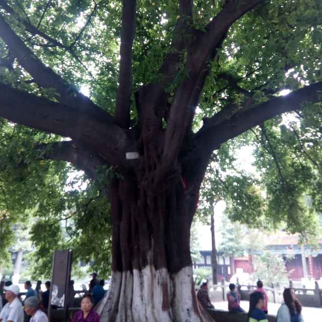专业伐树；收售木材；