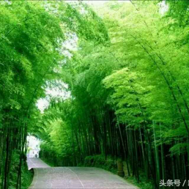 独行天涯