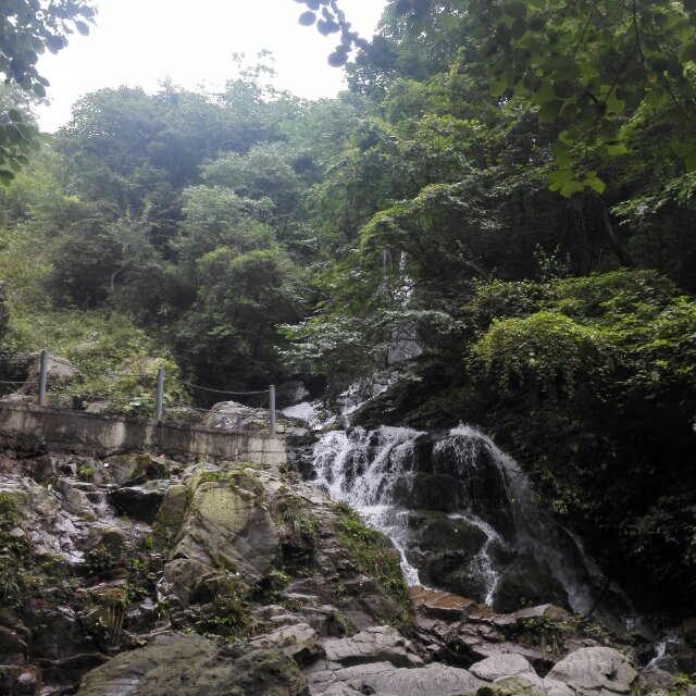 黄 科