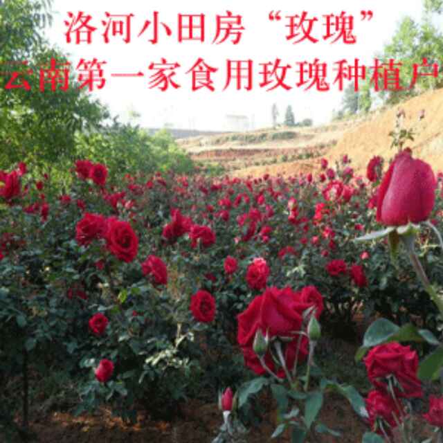 一亩三分地