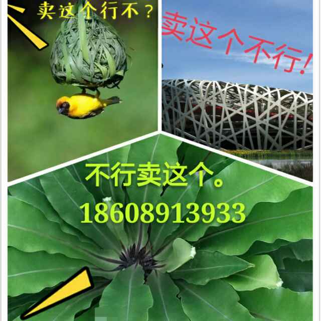 A国