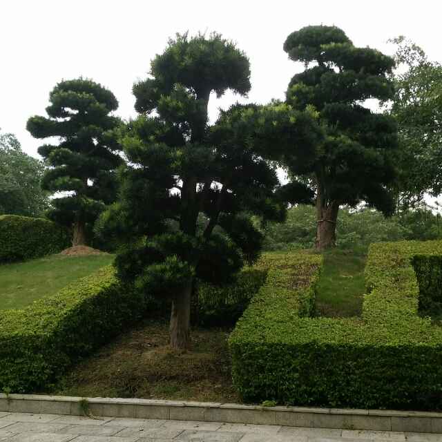 逆成