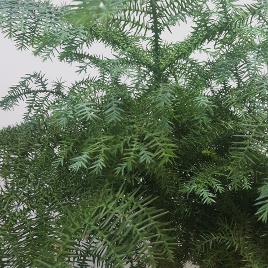福泽刨花板厂