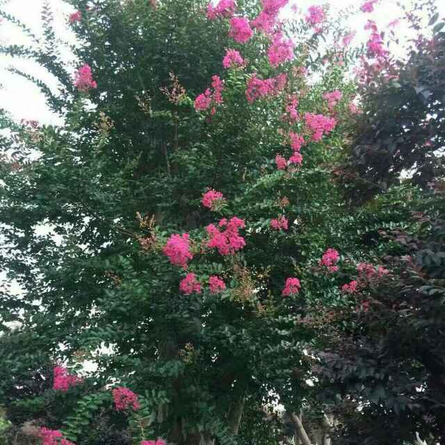 高360